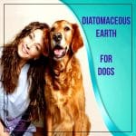 خاک دیاتومه برای سگ‌ها - دکاموند شیمی
